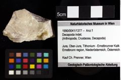 Foto (Objket + Etiketten) von Decapoda indet. 